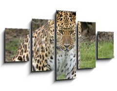 Obraz ptidln 5D - 125 x 70 cm F_GS2526308 - focused leopard