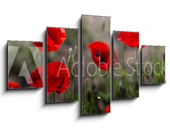 Obraz 5D ptidln - 125 x 70 cm F_GS254517671 - Red poppy on green weeds field. Poppy flowers.Close up poppy head. red poppy. Papaver rhoeas