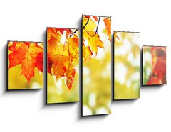 Obraz   beautiful colorful autumn leaves in the park, 125 x 70 cm