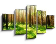 Obraz   Misty Old Forest, 125 x 70 cm