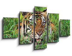 Obraz ptidln 5D - 125 x 70 cm F_GS25950312 - Bengal Tiger - Benglsk tygr