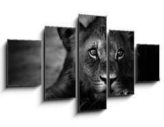 Obraz   Young lion portrait, 125 x 70 cm