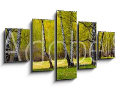 Obraz 5D ptidln - 125 x 70 cm F_GS267520361 - Birch grove on a sunny day.