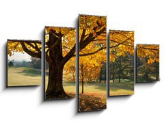 Obraz ptidln 5D - 125 x 70 cm F_GS27306189 - Golden Fall Foliage Autumn Yellow Maple Tree on golf course