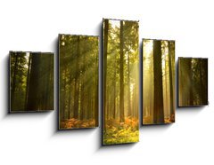 Obraz ptidln 5D - 125 x 70 cm F_GS27621934 - Beautiful Forest - Krsn les