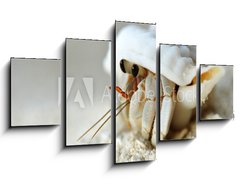Obraz ptidln 5D - 125 x 70 cm F_GS28346672 - Malediven - Land-Einsiedlerkrebs - Maledivy