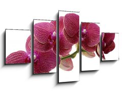 Obraz 5D pětidílný - 125 x 70 cm F_GS28681970 - Macro of a beautiful pink orchid