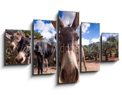 Obraz 5D ptidln - 125 x 70 cm F_GS290191990 - Majorka