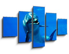 Obraz 5D ptidln - 125 x 70 cm F_GS2962265 - delfn - dolphin