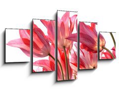 Obraz 5D ptidln - 125 x 70 cm F_GS29639860 - Beautiful tulips.