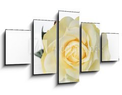 Obraz ptidln 5D - 125 x 70 cm F_GS30527713 - Single White Rose