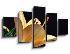 Obraz   pistils d iris, 125 x 70 cm