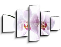 Obraz 5D ptidln - 125 x 70 cm F_GS30876639 - pink spotted  orchids isolated on white background