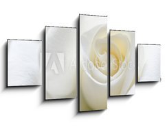 Obraz 5D ptidln - 125 x 70 cm F_GS31158130 - Soft white rose