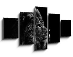 Obraz 5D ptidln - 125 x 70 cm F_GS31175850 - Stunning facial portrait of male lion on black background in bla - Ohromujc obliej portrt lva na ernm pozad v bla