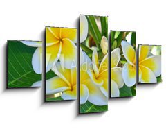 Obraz ptidln 5D - 125 x 70 cm F_GS31591556 - frangipanier