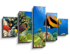 Obraz 5D ptidln - 125 x 70 cm F_GS31880549 - Marine life on the coral reef - Mosk ivot na korlovm tesu