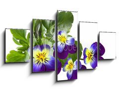 Obraz ptidln 5D - 125 x 70 cm F_GS31960415 - Pansy