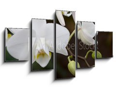 Obraz ptidln 5D - 125 x 70 cm F_GS3245135 - phalaenopsis