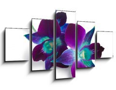 Obraz   orchid, 125 x 70 cm