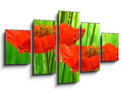 Obraz 5D ptidln - 125 x 70 cm F_GS33343950 - Mohnbl ten