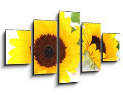 Obraz   Sonnenblumen, 125 x 70 cm