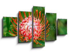 Obraz ptidln 5D - 125 x 70 cm F_GS33831777 - PIncushion protea pink and orange