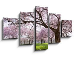 Obraz 5D ptidln - 125 x 70 cm F_GS34040343 - Sakura