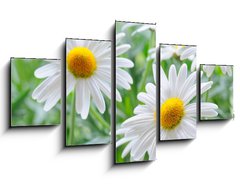 Obraz 5D ptidln - 125 x 70 cm F_GS34344039 - daisy - sedmikrska