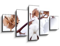 Obraz 5D ptidln - 125 x 70 cm F_GS34523742 - cotton flower over branch - bavlna kvtina pes vtev