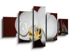 Obraz ptidln 5D - 125 x 70 cm F_GS3521109 - orchidee - orchidea