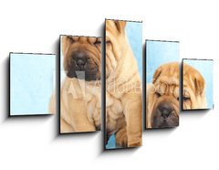 Obraz ptidln 5D - 125 x 70 cm F_GS35467990 - Sharpei in front of a white background - Sharpei ped blm pozadm