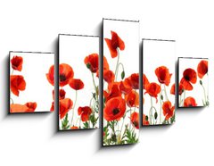 Obraz 5D ptidln - 125 x 70 cm F_GS357867320 - Beautiful red poppy flowers on white background. Banner design