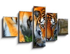 Obraz 5D ptidln - 125 x 70 cm F_GS35795097 - tiger