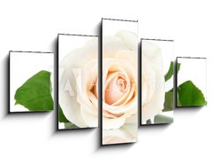 Obraz ptidln 5D - 125 x 70 cm F_GS36655537 - Cream rose with leaves isolated on white