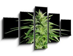 Obraz 5D ptidln - 125 x 70 cm F_GS36911963 - Potent Medical Marijuana Plant - Siln lkask marihuana rostlina