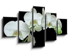 Obraz 5D ptidln - 125 x 70 cm F_GS36934594 - White orchid on black background