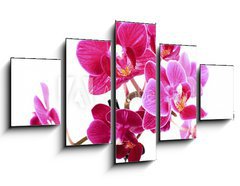 Obraz 5D ptidln - 125 x 70 cm F_GS37945049 - Mini Orchide sur fond blanc