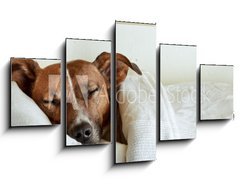 Obraz 5D ptidln - 125 x 70 cm F_GS38583425 - dog in bed