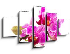 Obraz 5D ptidln - 125 x 70 cm F_GS38877808 - Tropical pink orchid