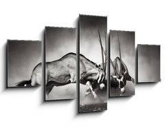 Obraz 5D ptidln - 125 x 70 cm F_GS40410948 - Gemsbok fight