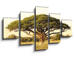Obraz 5D ptidln - 125 x 70 cm F_GS40470084 - Acacia on the African plain