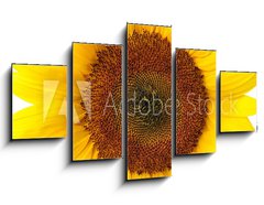 Obraz 5D ptidln - 125 x 70 cm F_GS40639356 - Die perfekte Sonnenblume auf wei