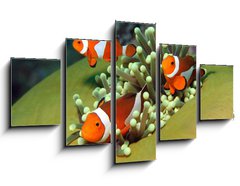 Obraz 5D ptidln - 125 x 70 cm F_GS40862196 - Three Western Clown Anemonefish in Anemone, Bunaken, Indonesia - Ti zpadn klaun Anemonefish v Anemone, Bunaken, Indonsie