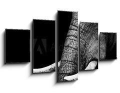 Obraz 5D ptidln - 125 x 70 cm F_GS41216080 - African Elephant Close Up