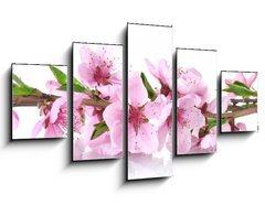 Obraz 5D ptidln - 125 x 70 cm F_GS41227262 - beautiful pink peach blossom isolated on white