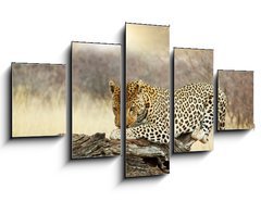 Obraz 5D ptidln - 125 x 70 cm F_GS41251852 - Leopard