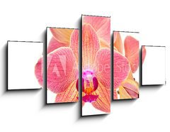 Obraz 5D ptidln - 125 x 70 cm F_GS41466229 - Pink orchid