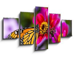 Obraz 5D ptidln - 125 x 70 cm F_GS41610783 - Monarch Butterfly - Monarch motl