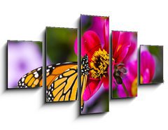 Obraz 5D ptidln - 125 x 70 cm F_GS41610783 - Monarch Butterfly